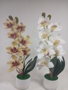 Orquidea Barco en Maceta