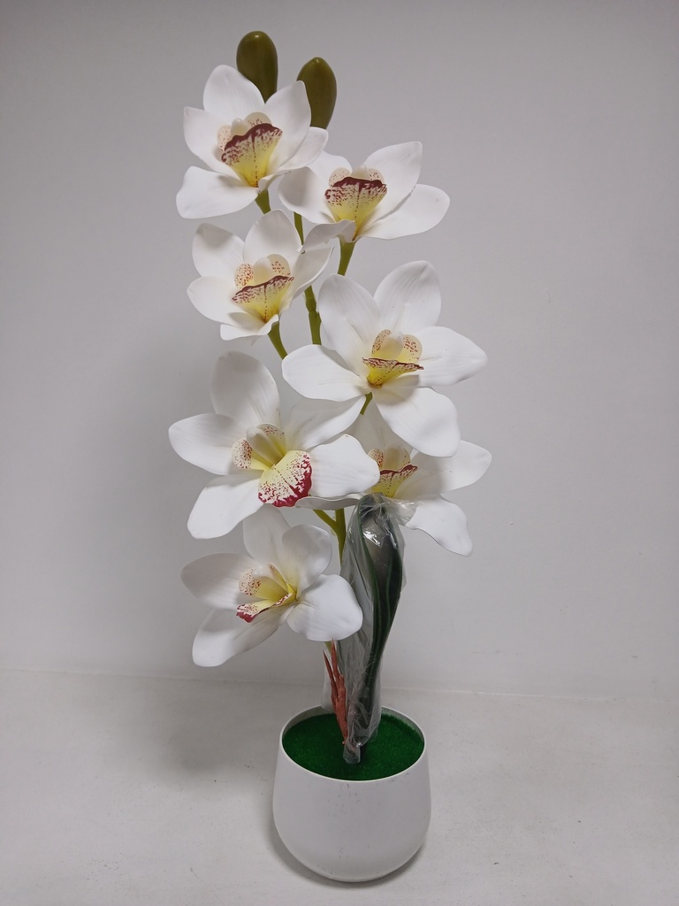 Orquidea Barco en Maceta
